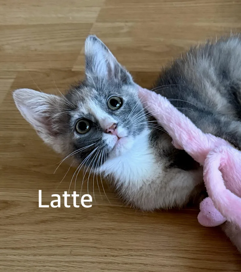 A baby medium-sized female Dilute Tortoiseshell Domestic Short Hair cat named Latte for adoption in Owasso, OK