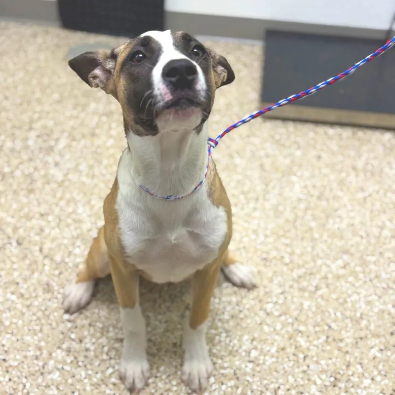 A young medium-sized female Yellow / Tan / Blond / Fawn Akita dog named Razzle Dazzle for adoption in Bullhead City, AZ