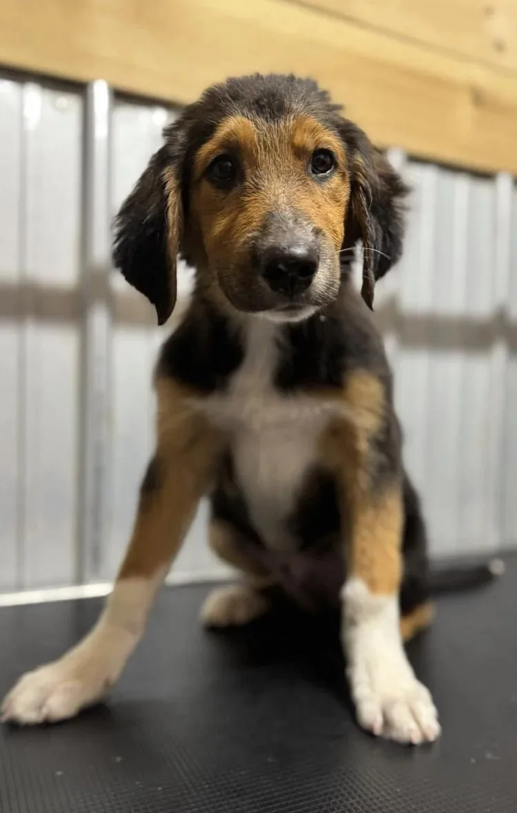 A young medium-sized male Tricolor (Brown, Black, & White) Australian Shepherd dog named Hudson for adoption in Chuckey, TN