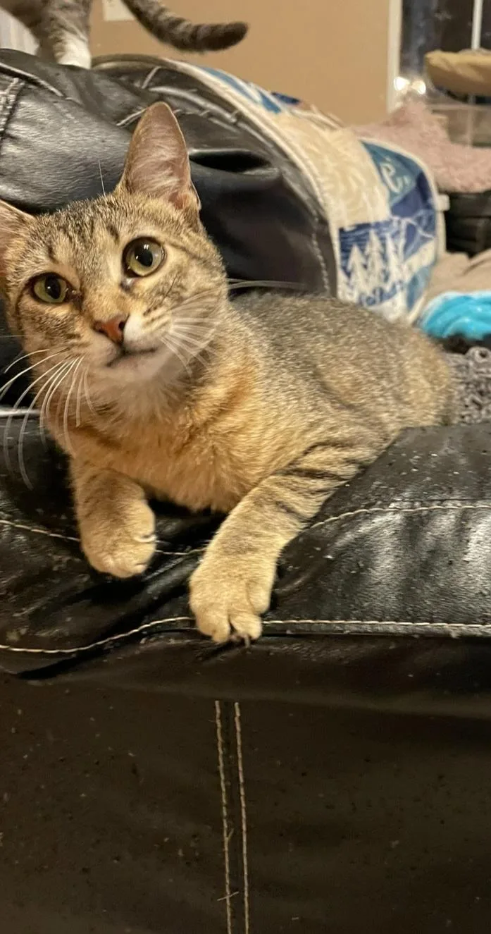 A young medium-sized female Tabby (Brown / Chocolate) Domestic Short Hair cat named Fefe for adoption in Mount Pleasant, TX