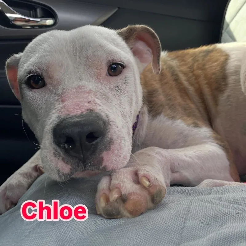 Chloe thumbnail 3