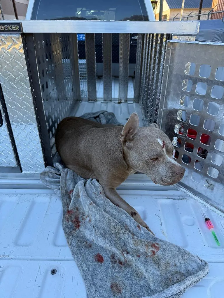 An adult large-sized female Mixed Breed dog named Callie young for adoption in Effingham, SC