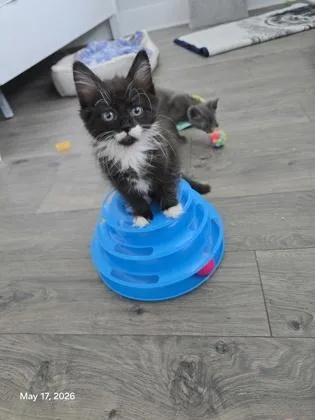 A baby small-sized female Domestic Medium Hair cat named A Cookie Petsmart James for adoption in North Charleston, SC