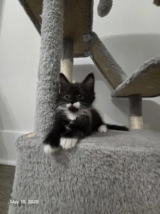 A Cookie Petsmart James thumbnail 3
