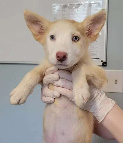 A baby medium-sized female Mixed Breed dog named Hartley for adoption in West Chester, PA