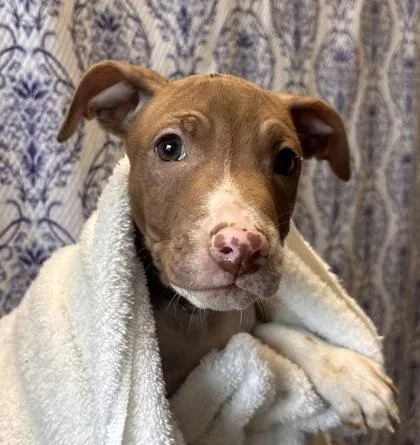 A baby small-sized male Terrier dog named Abby for adoption in Honolulu, HI