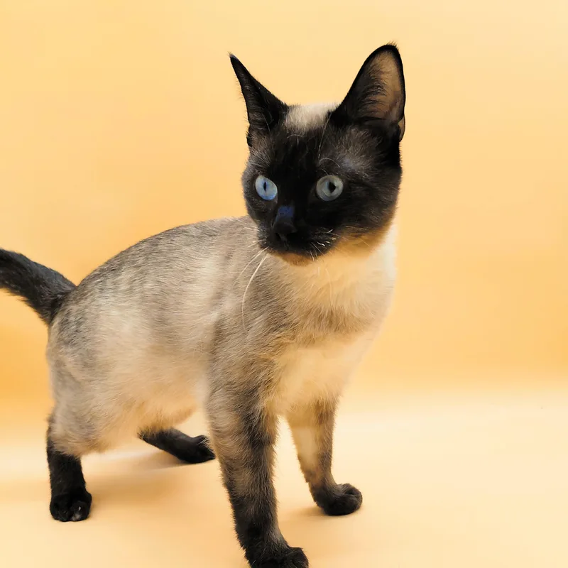 An adult medium-sized male Seal Point Siamese cat named Wesley for adoption in Springfield, MO