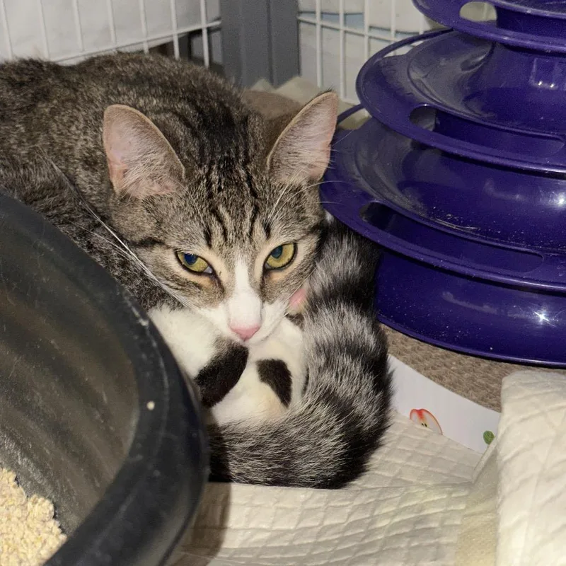 An adult medium-sized male Brown / Chocolate Domestic Short Hair cat named Percy for adoption in Middle Village, NY