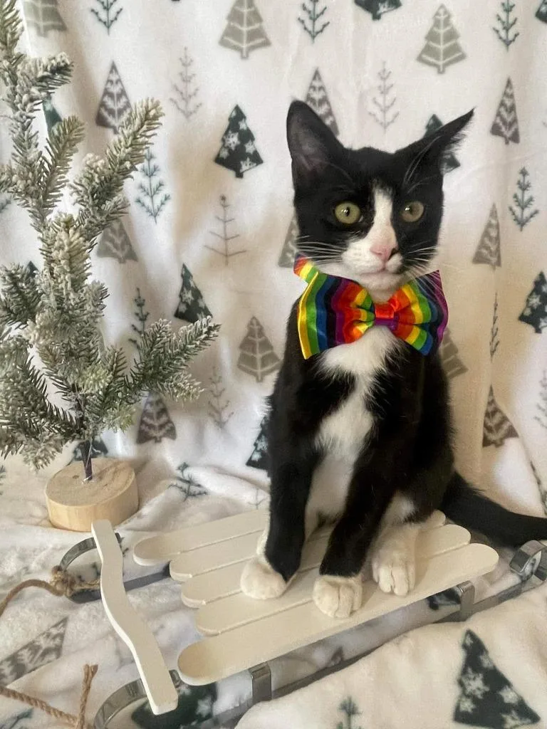 Checkers F thumbnail 2