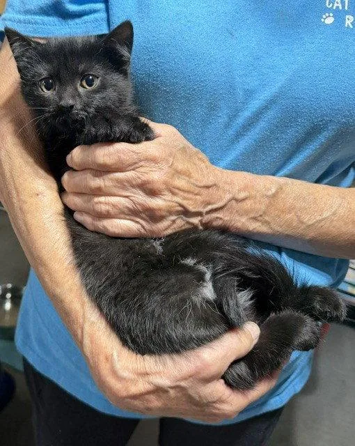 A young medium-sized female Domestic Medium Hair cat named June for adoption in Apollo, PA