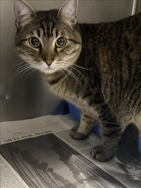 An adult small-sized male Domestic Short Hair cat named Maxwell for adoption in Los Angeles, CA