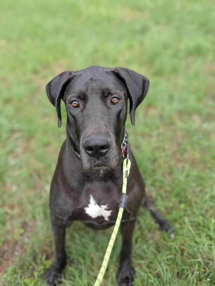 An adult large-sized female Black Great Dane dog named Geegi for adoption in Boston, MA