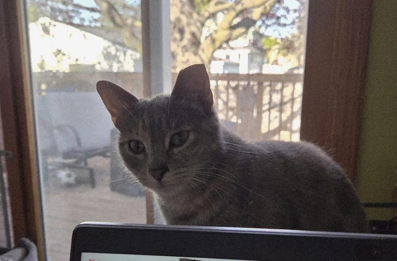 A young medium-sized female Domestic Short Hair cat named Sugar Snap Pea for adoption in Milwaukee, WI