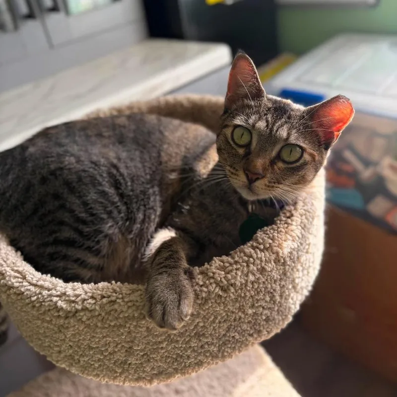 An adult medium-sized female Torbie Domestic Short Hair cat named Kiri for adoption in Tampa, FL