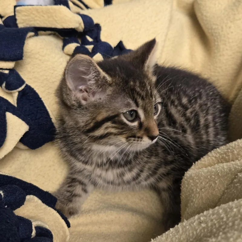 A young medium-sized male Gray & White Domestic Short Hair cat named Adam for adoption in Xenia , OH
