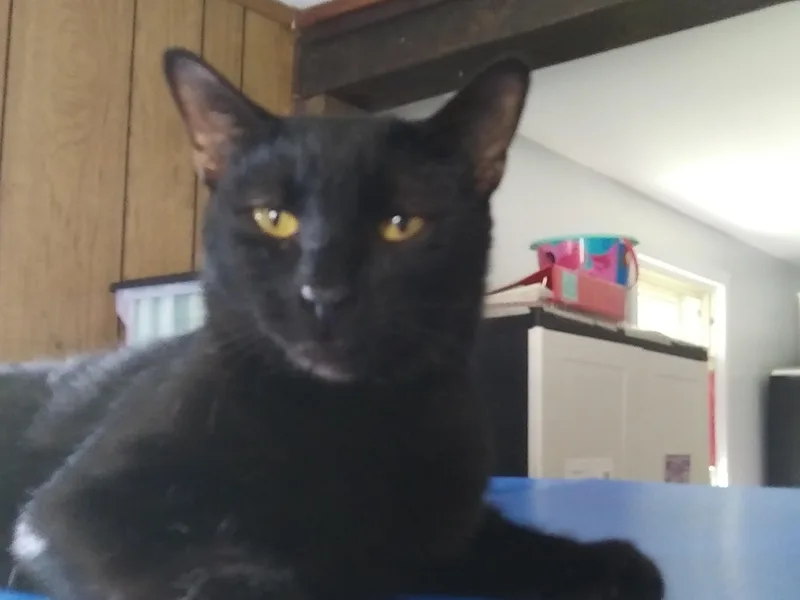 An adult medium-sized male Black Domestic Short Hair cat named Panthro for adoption in Port Wentworth, GA