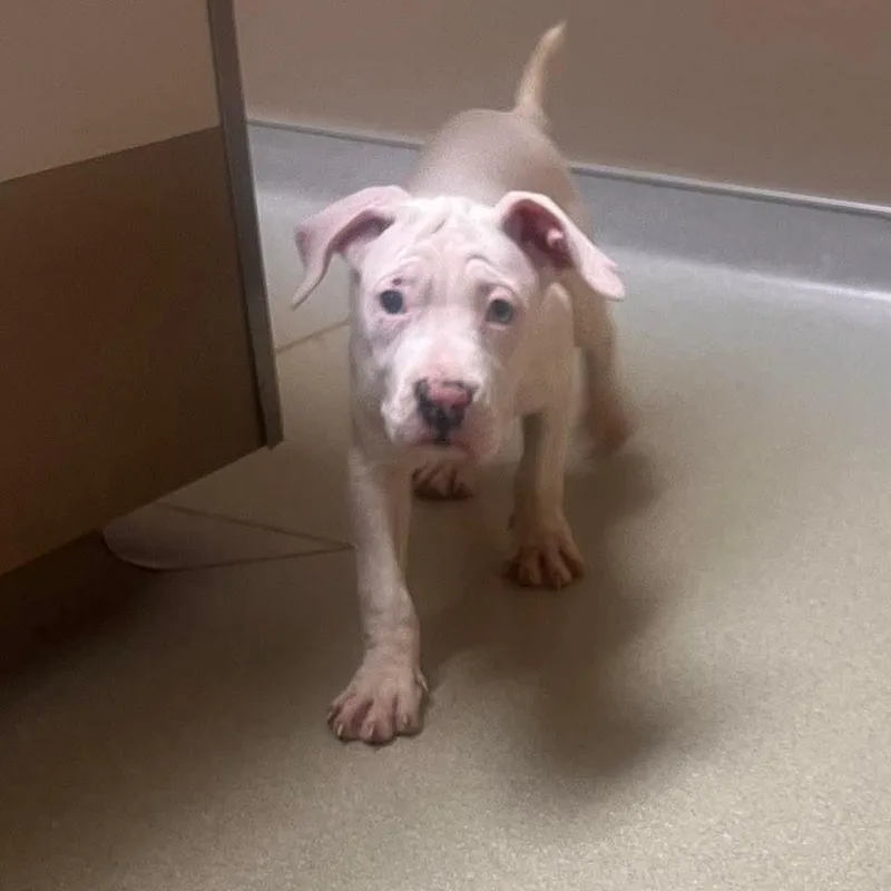 A baby medium-sized male Mixed Breed dog named Milan for adoption in East Peoria, IL