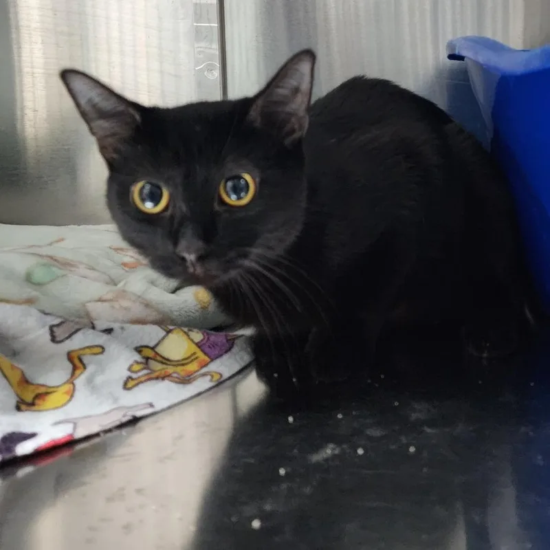 An adult medium-sized female Black Domestic Short Hair cat named Bunnie for adoption in Monroe, MI