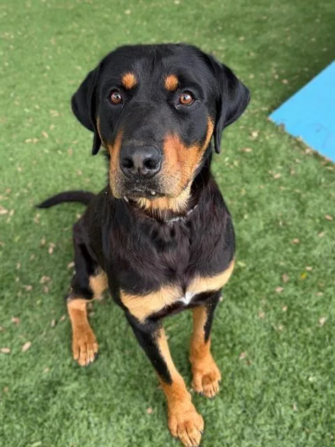 A young medium-sized male Rottweiler dog named Max for adoption in Agoura, CA