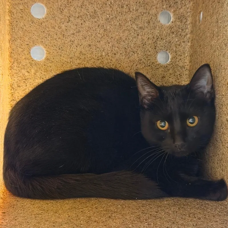 A young medium-sized female Black Domestic Short Hair cat named Meep for adoption in Asheville, NC