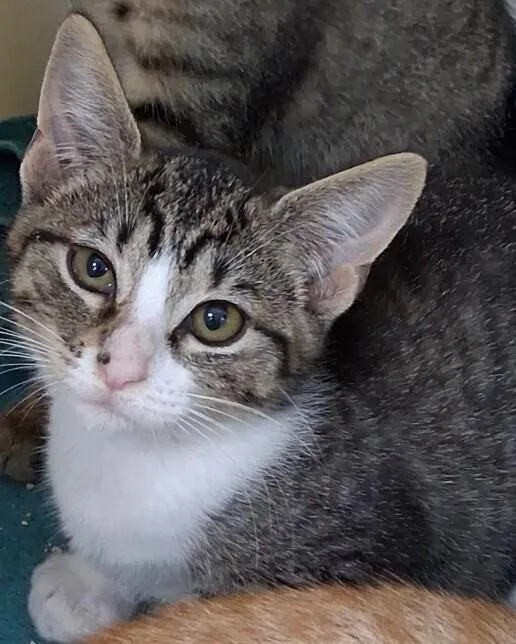 A baby small-sized female Domestic Short Hair cat named Lola for adoption in Westfield, WI