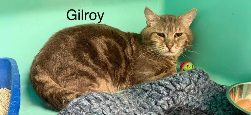An adult large-sized male Domestic Short Hair cat named Gilroy for adoption in Plattsburgh, NY