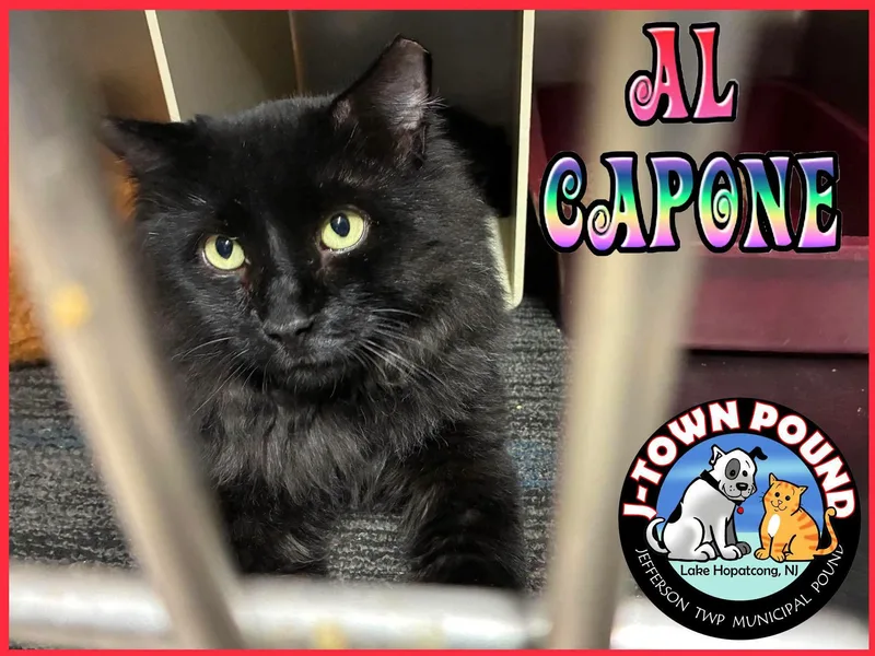An adult large-sized male Black Domestic Long Hair cat named Al Capone for adoption in Lake Hopatcong, NJ