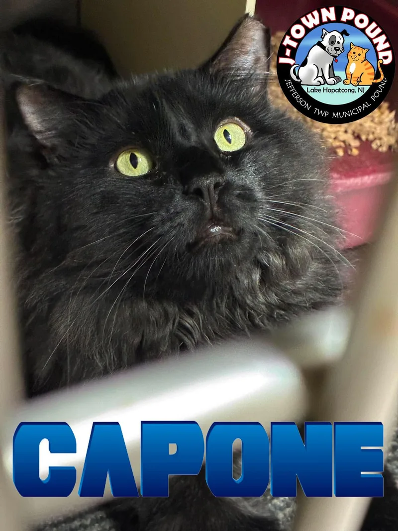 Al Capone thumbnail 3
