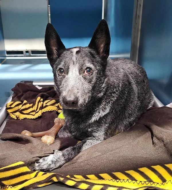 An adult medium-sized female Australian Cattle Dog / Blue Heeler dog named Boots for adoption in San Diego, CA