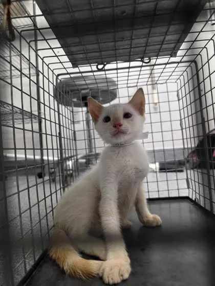 A baby small-sized male Domestic Short Hair cat named Falkor for adoption in Sevierville, TN