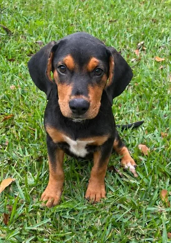 A young small-sized male Beagle dog named Brutus for adoption in eufaula, AL