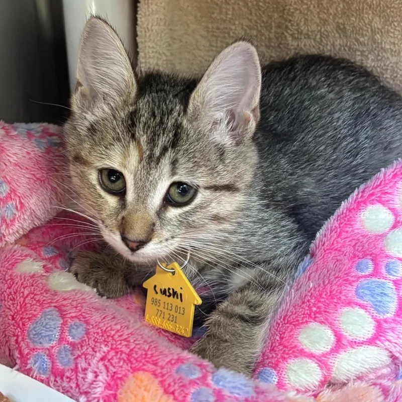A baby small-sized female Torbie Domestic Short Hair cat named Sushi for adoption in Springfield, MA