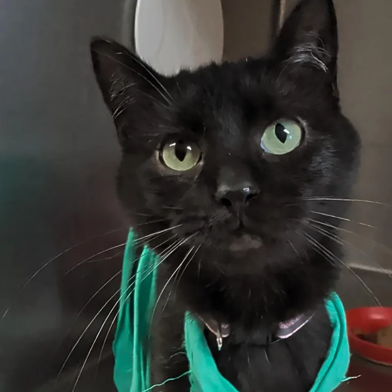 An adult small-sized female Black Domestic Short Hair cat named Moe for adoption in West Jefferson, OH