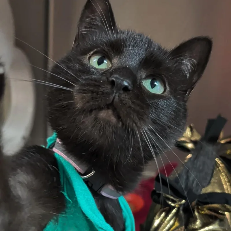 Moe thumbnail 5