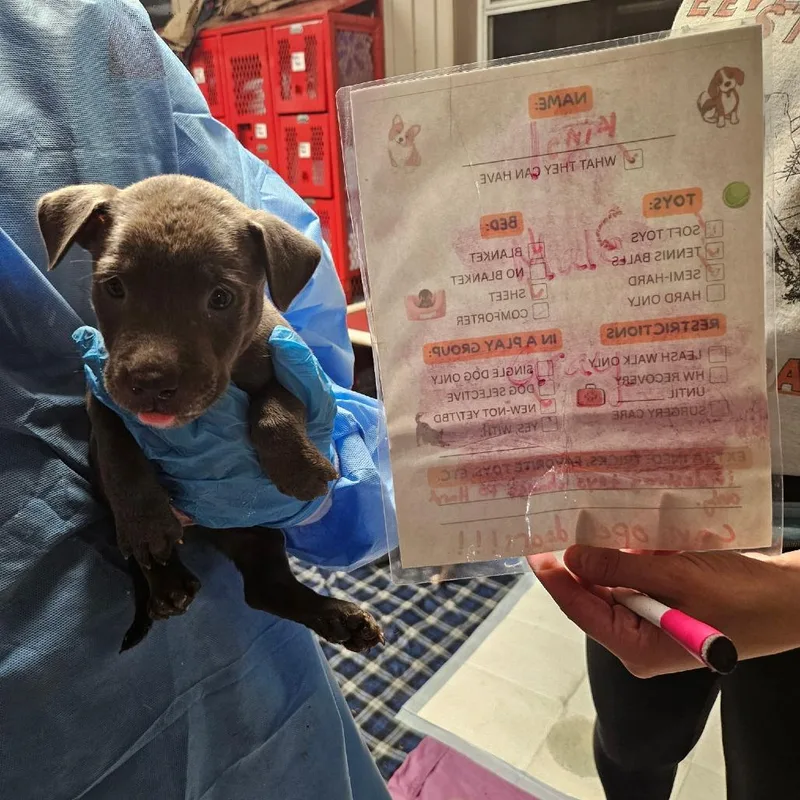 A baby small-sized male Gray / Blue / Silver American Staffordshire Terrier dog named Pumbaa for adoption in Jasper, IN