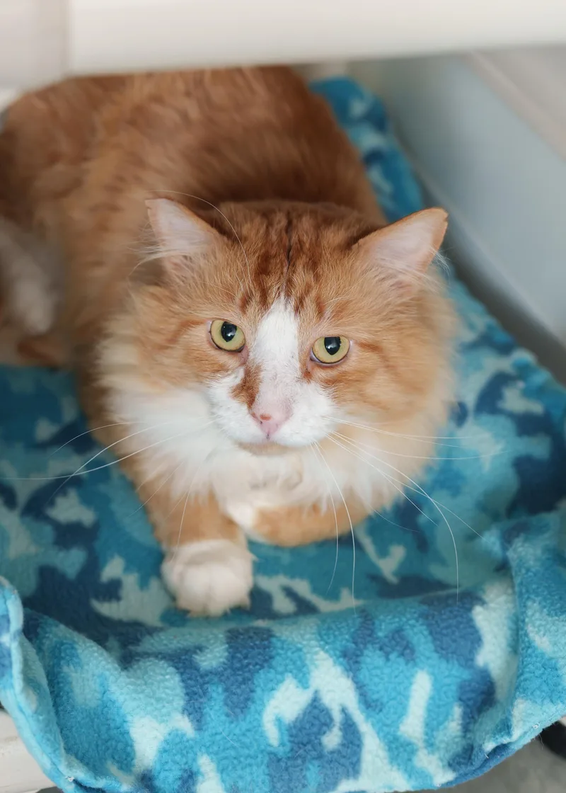 An adult medium-sized male Orange & White Domestic Long Hair cat named Rusty for adoption in Boise, ID