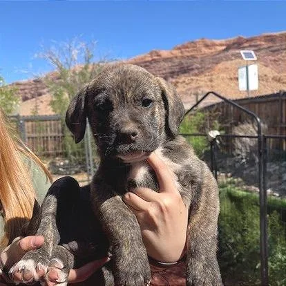 Pepe Le Pew thumbnail 2