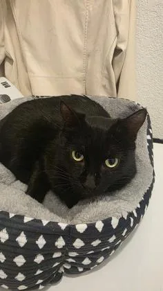 Marigold thumbnail 2