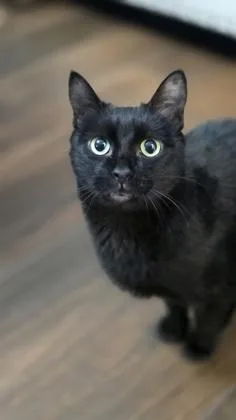 Marigold thumbnail 3