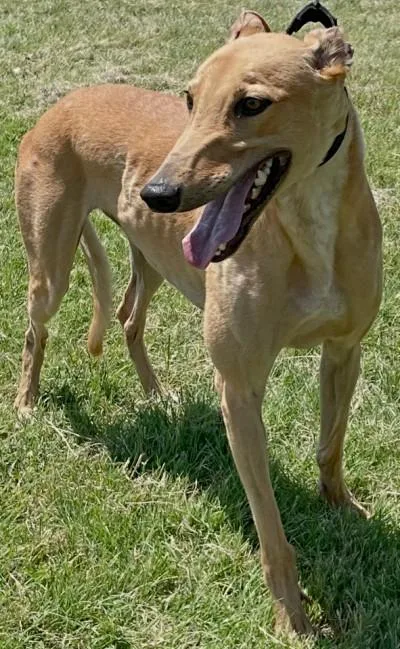 A young large-sized male Red / Chestnut / Orange Greyhound dog named Sterling for adoption in Dallas, TX