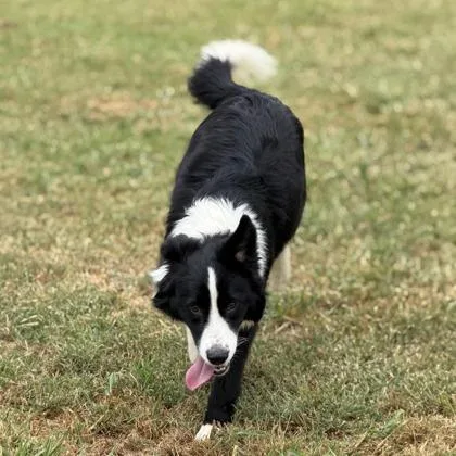 An adult medium-sized male Mixed Breed dog named Dorito for adoption in Merriam, KS