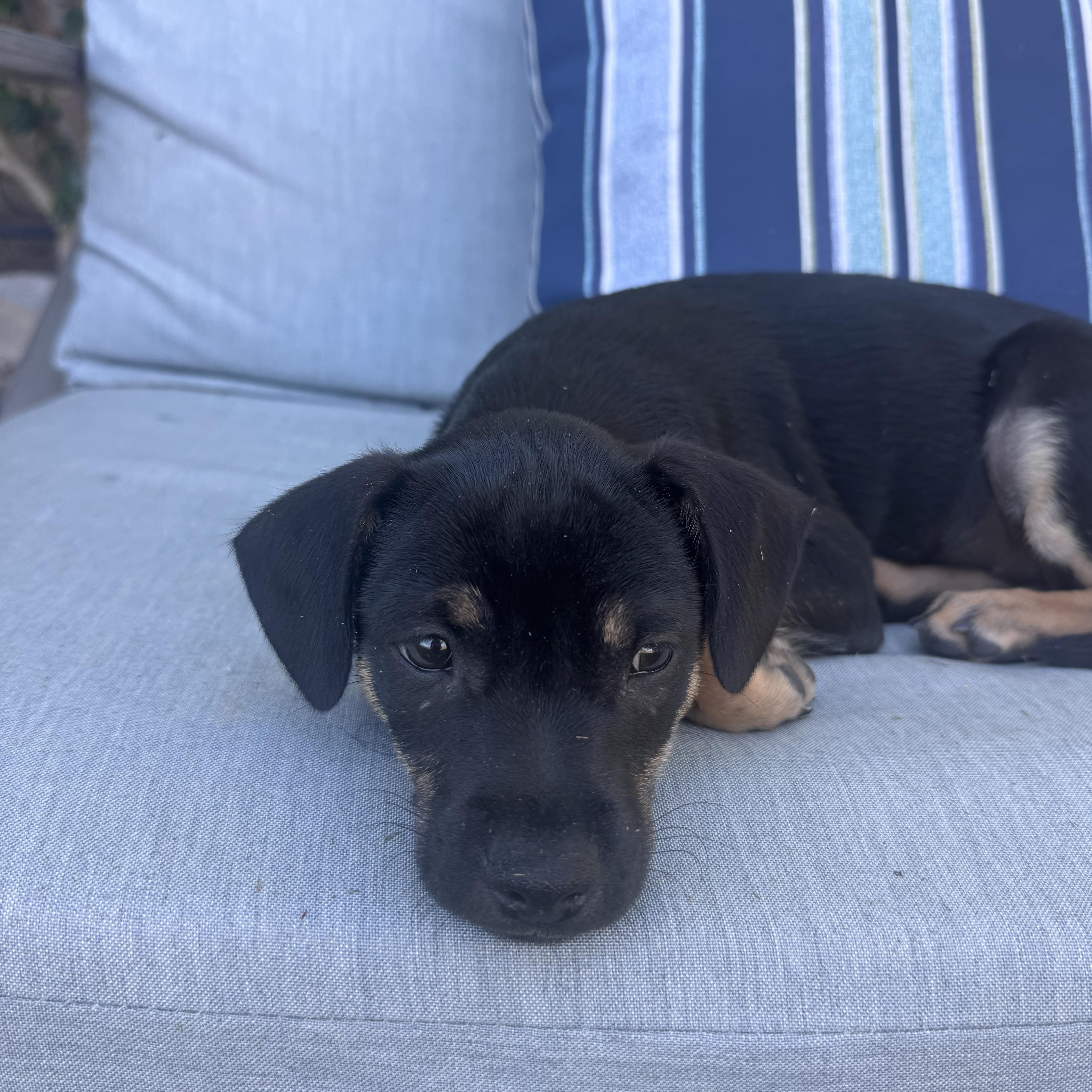 A baby small-sized female Bicolor Border Terrier dog named Renata for adoption in San Diego, CA