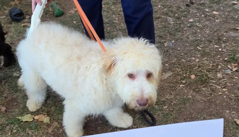 A young medium-sized male Golden Retriever dog named Oscar for adoption in Tenafly, NJ