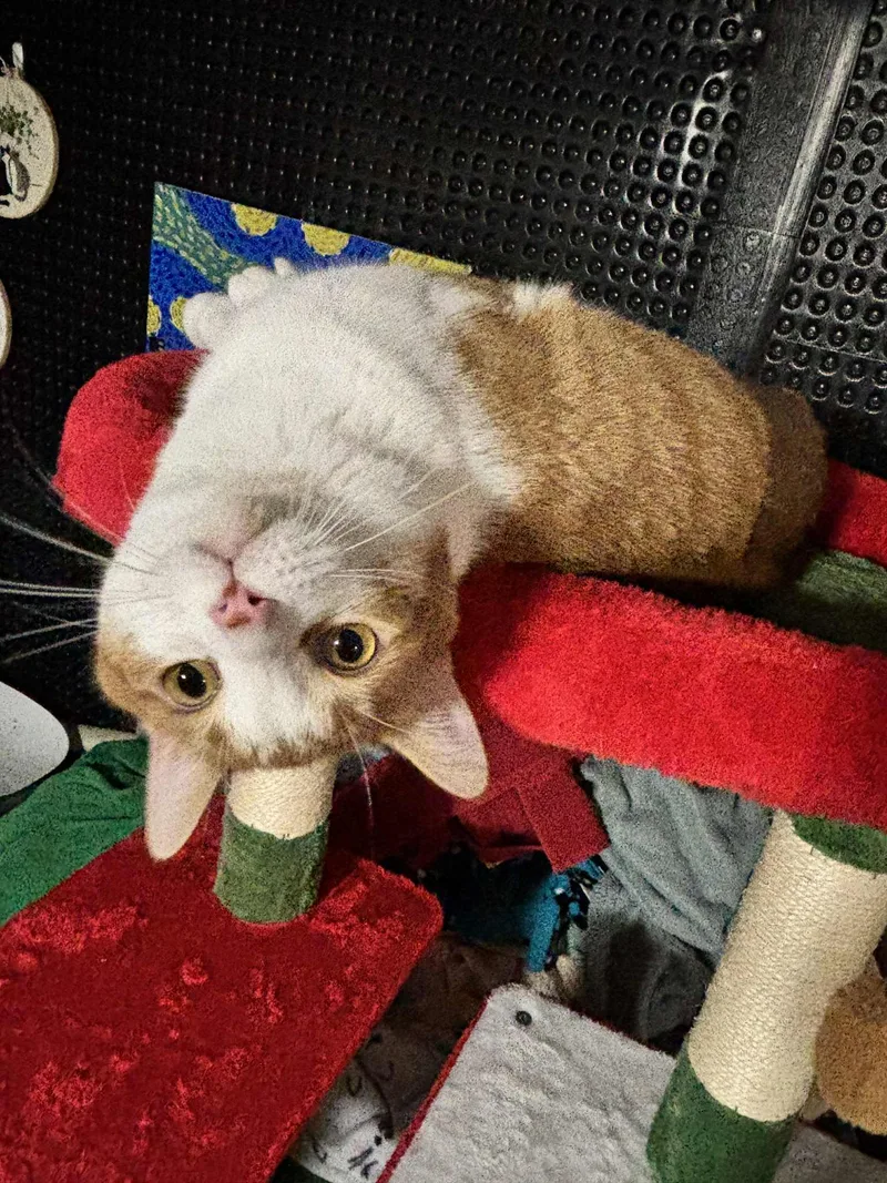 A young medium-sized male Orange & White Domestic Short Hair cat named Poncho for adoption in Stoughton, WI