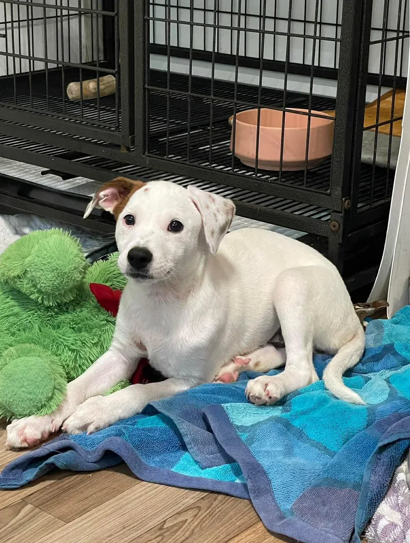 A baby medium-sized male Mixed Breed dog named Dahlia for adoption in Berwick, ME