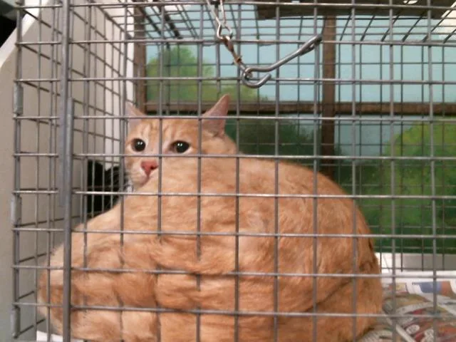 An adult medium-sized male Domestic Short Hair cat named Lemon for adoption in Houston, TX