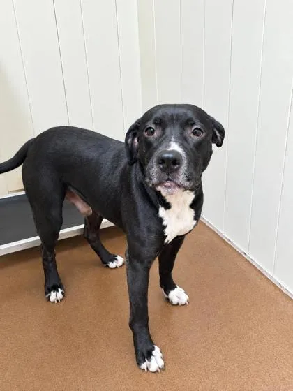 An adult large-sized male Black Bull Terrier dog named Capone for adoption in Winfield, KS