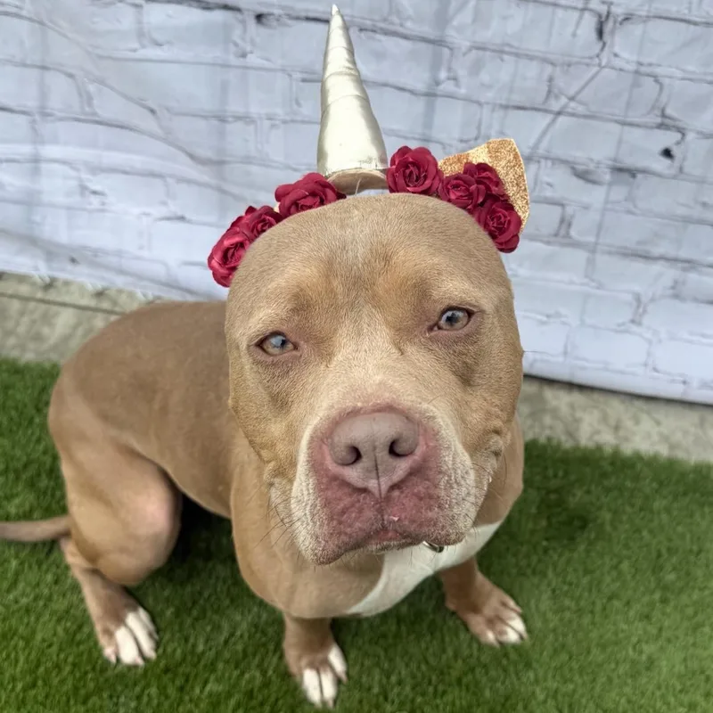 An adult medium-sized female Yellow / Tan / Blond / Fawn Mixed Breed dog named Storm for adoption in Warren, OH