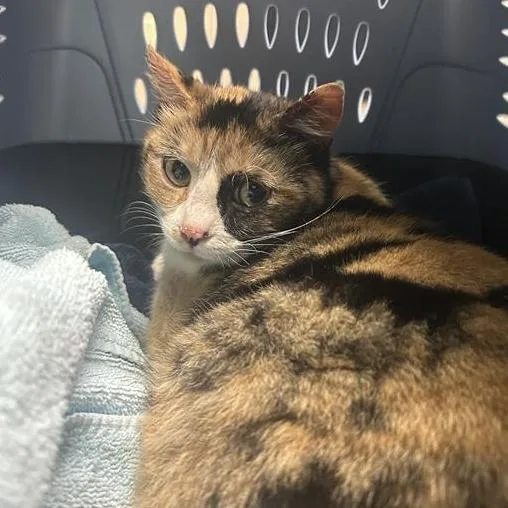 An adult medium-sized female Calico Domestic Short Hair cat named Emelia for adoption in Tacoma, WA