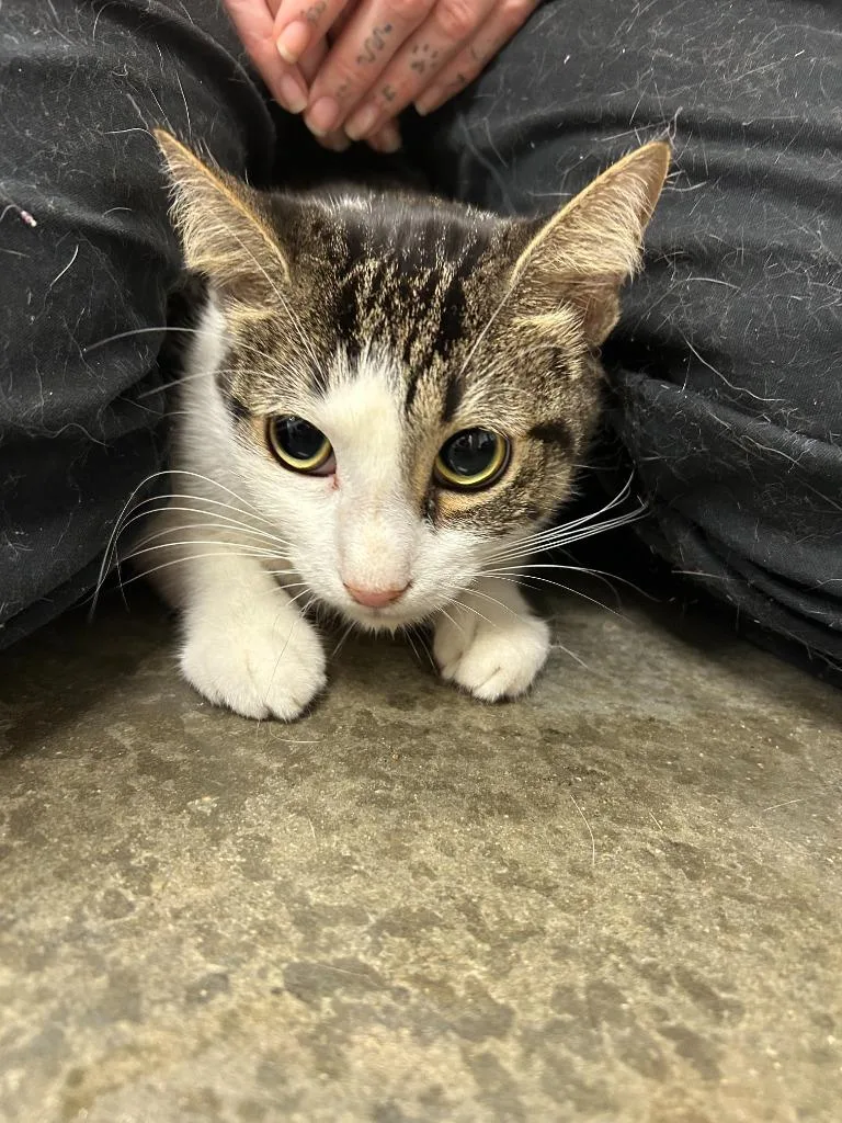 A young small-sized male Domestic Short Hair cat named Victor for adoption in Thousand Oaks, CA